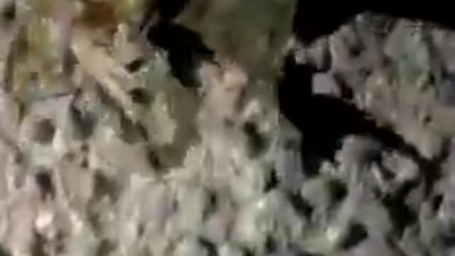 Sad crabby smokin
