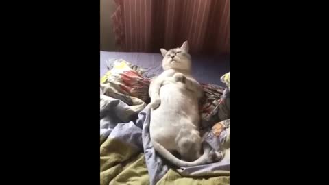 The most funny cats most funny video.The video is very funny with cats.