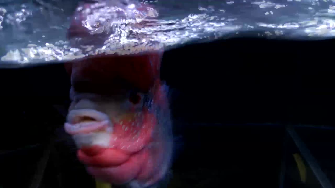 6 Reasons Why I Like Flowerhorn Fish