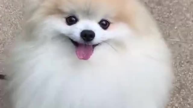 Cute and white furry dog follows their master