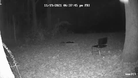 DogmanCams.com Vault1 Camera: 11/19/2021 One Eye Willie? Part 2