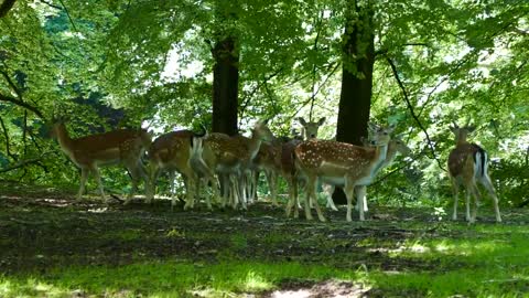 deer in forest