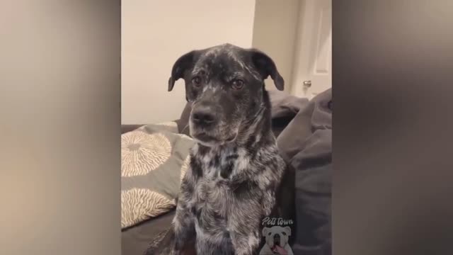 A funny dog's silent reaction to a song, its patience is being tested