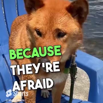 Dad Jokes told by Dogs #dadjoke #dogjokes