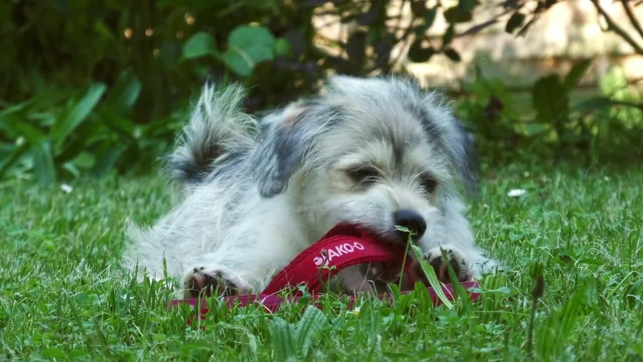 cute dog