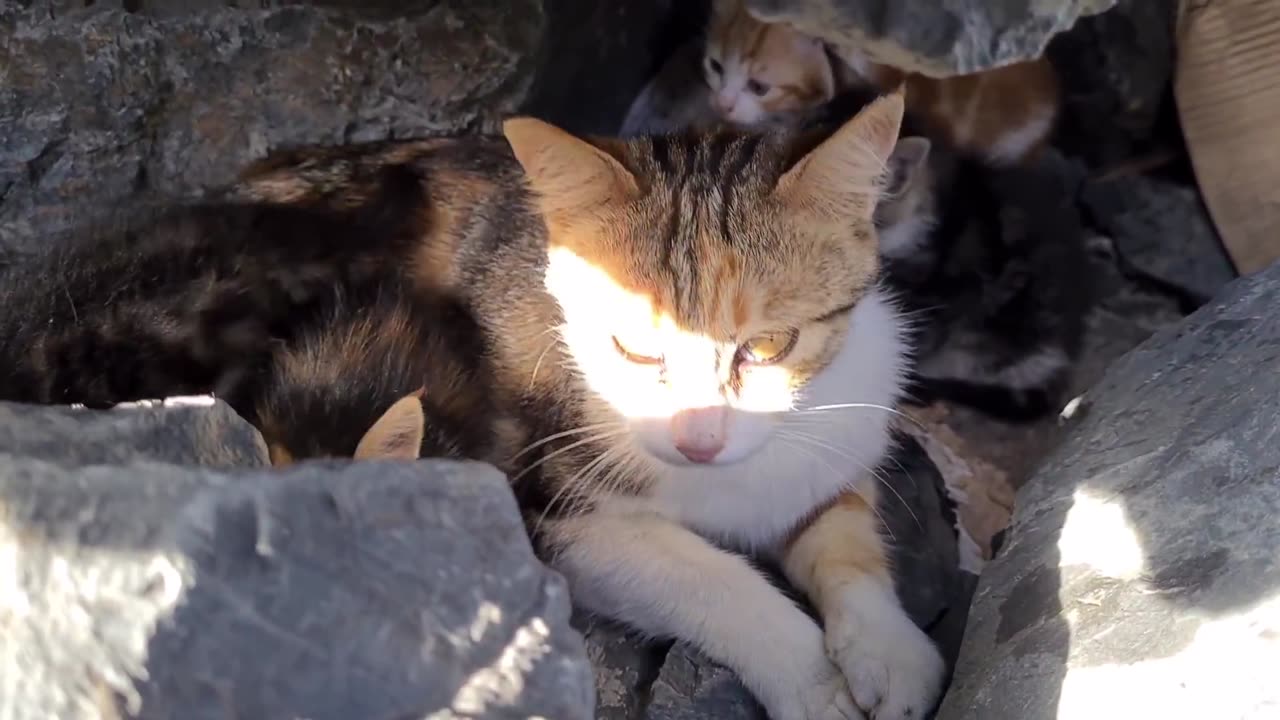 Poor mother cat hiding in the cliffs to protect her Kittens