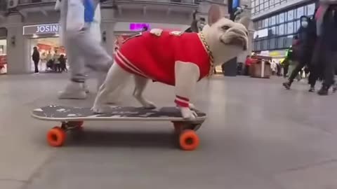 dog Funny drift video