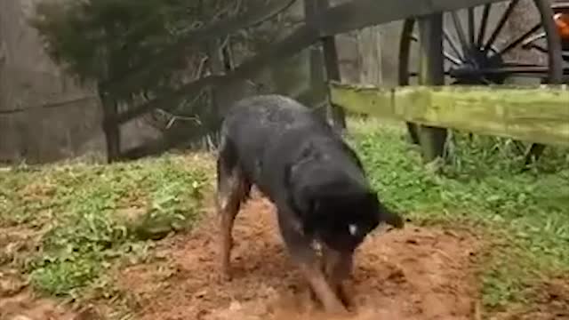 Meet the irrigation dog...good job buddy.