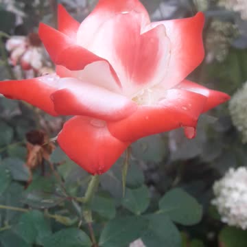 Beauty in your hands