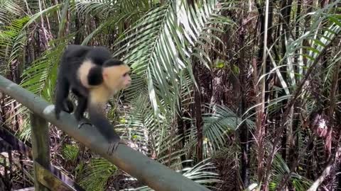 Look this adorable monkey carry his baby on his back