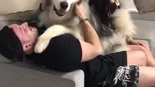 ALASKAN MALAMUT And Love - How They Are The Same