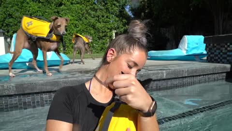 Teaching my dog how to swim without struggles