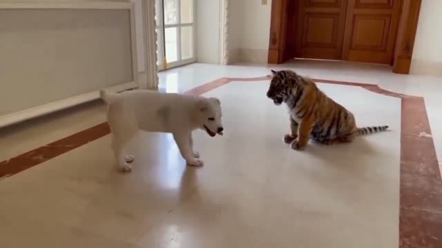 DOG vs BABY TIGER funny moments