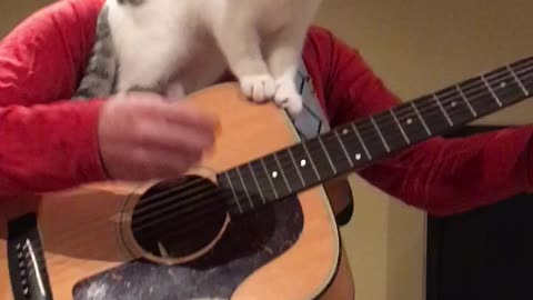 The Best Kitten Song Ever