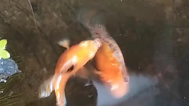 Molly fish fight over fat wife