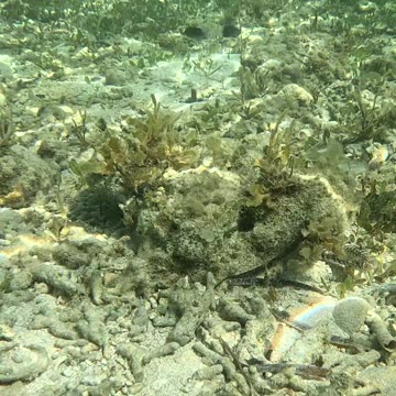 Snorkeling Adventures Philippines, The Amazing Underwater World!