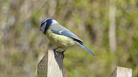 Blue Tit Free Stock Videos - Copyright Free Videos and Motion Graphics - Creative Commons