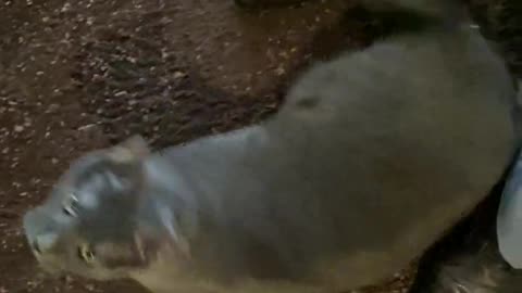 BNhV2wSzyp5tyH98uiABCY