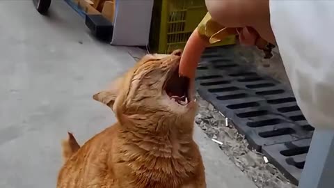 A fresh born little Kitten has lost its Mother, but...