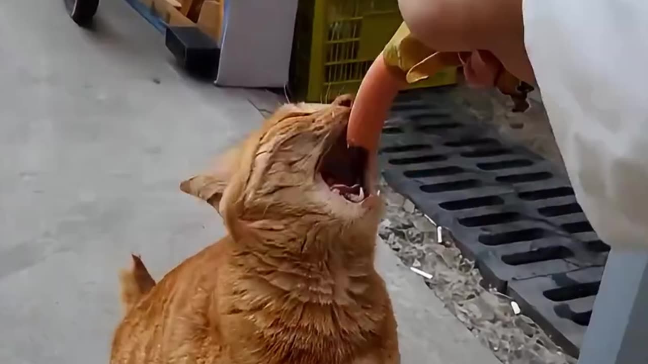 A fresh born little Kitten has lost its Mother, but...
