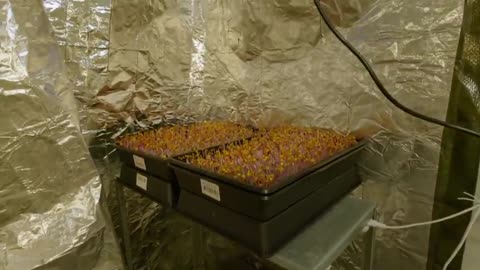 Microgreens