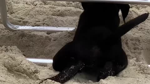 Dog spotting ~ I was blessed today at this party on the beach