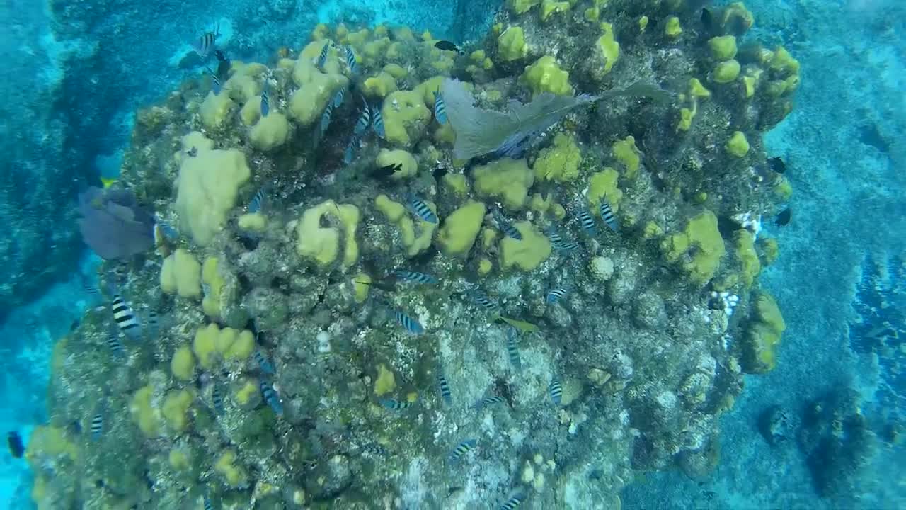 Cozumel Snorkeling 2015