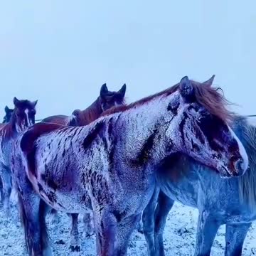 -50°C ANIMALS LIFE 🐴🐫🐮🦌💓