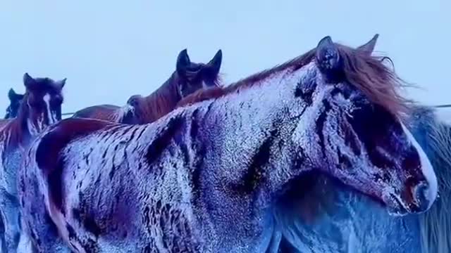 -50°C ANIMALS LIFE 🐴🐫🐮🦌💓