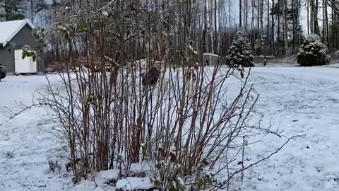Zoomie in the first snow