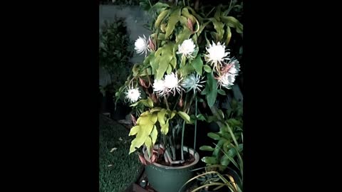 Epiphyllum 6/27/2022