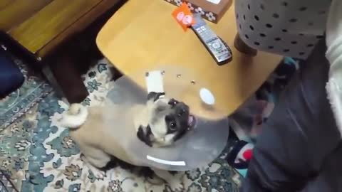 2021 TOP 10 dog barking videos compilation // Dog barking sound =Funny dogs