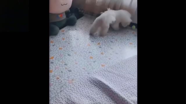 Cute And Funny Pets Try Not To Laugh To These Pets Compilation