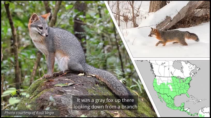Passport to Wildlife: Meet the Fox!