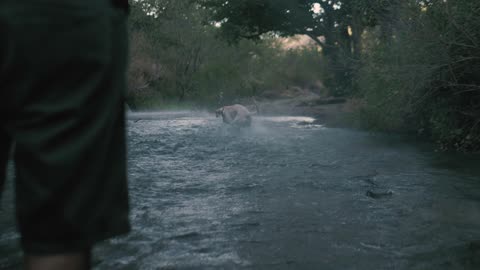 Dog catches a ball in a river