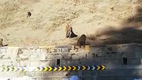 Monkeys on road