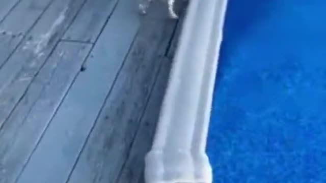 A Wonderful and Clever puppy uses filter to exit swimming pool