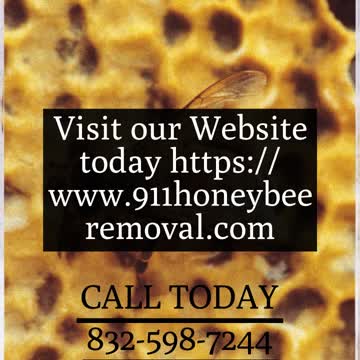 Galveston Bee Removal - 409-433-9055