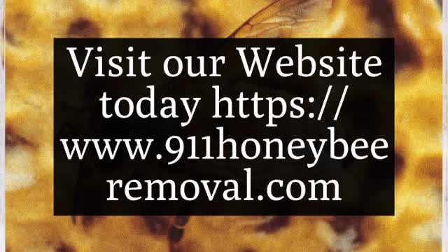 Galveston Bee Removal - 409-433-9055