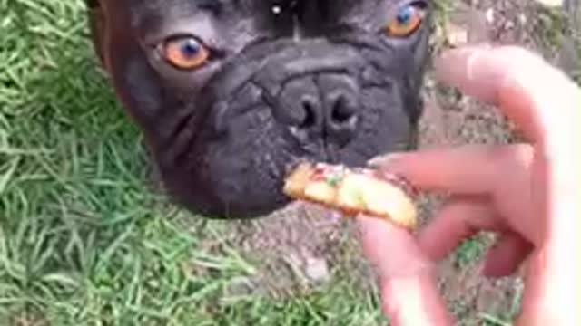 Blubberguts! Sound on.