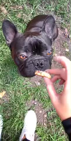 Blubberguts! Sound on.