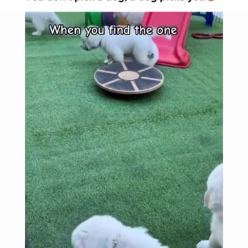 Funny moments with little puppy 😅