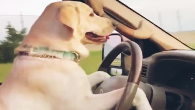 Funniest dog is entertaining to drive a car