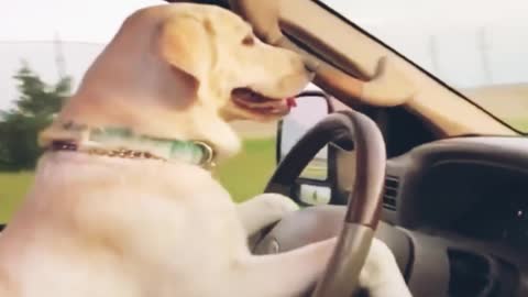 Funniest dog is entertaining to drive a car