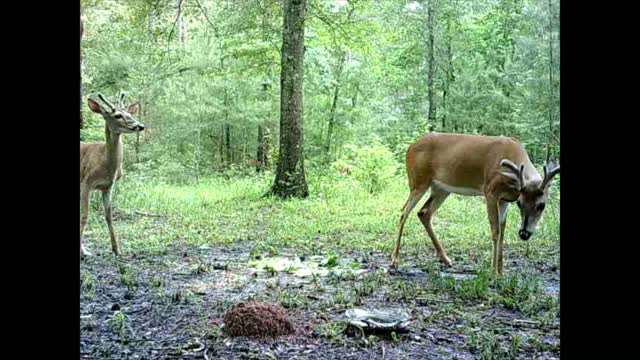 South East Texas Backyard Wildlife Garden 72