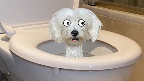 Funny Skibidi Toilet Dog