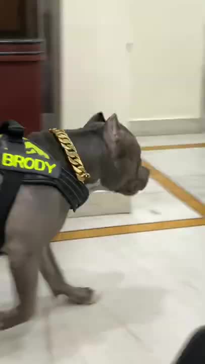 Dogs, funny animals commed,dofa fun,dog comedy scenes 🤣