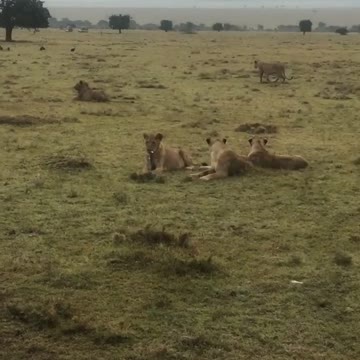 Growing Kings of the Jungle