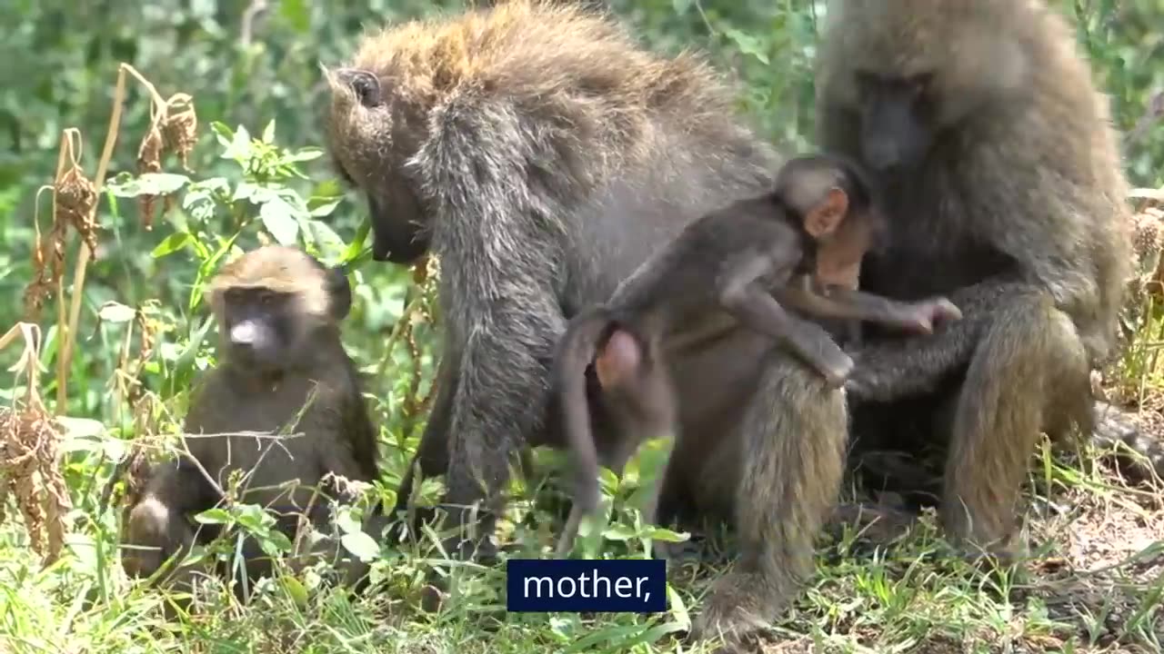 The Troops of Baboons