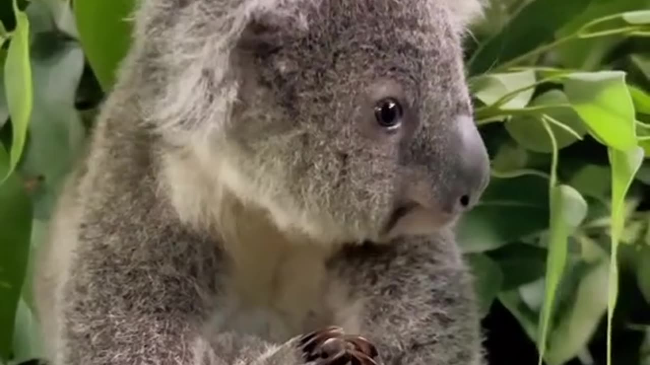 Cute koala